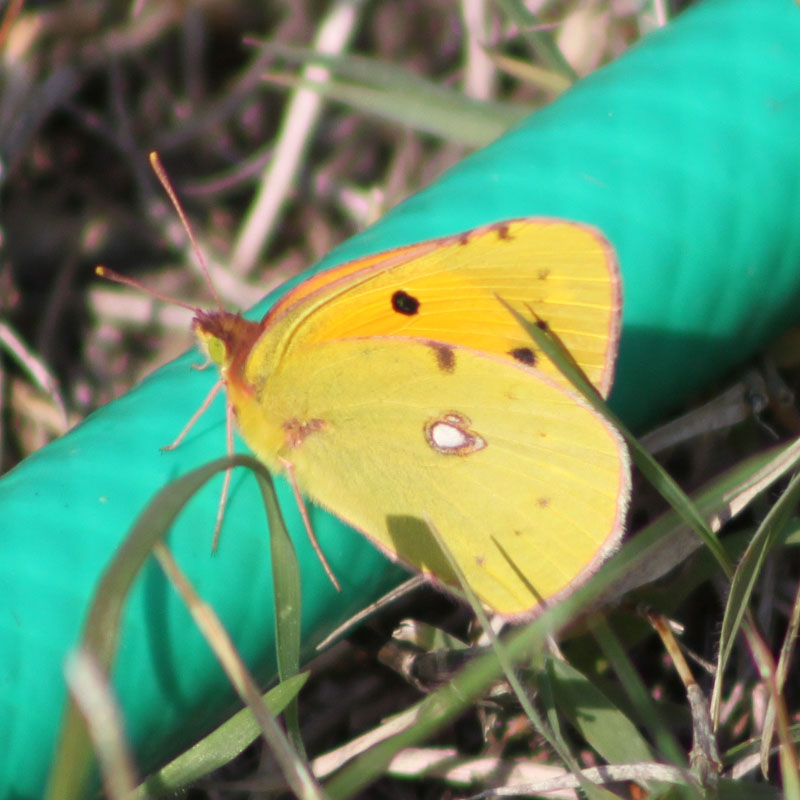 colias croceus